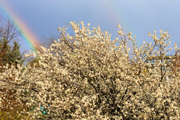 Crown of flowering fruit tree against the backdrop of a rainbow in early spring with selective focus. Spring background