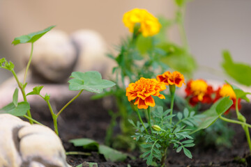 Flowers in a flower bed Marigolds. Greening the urban environment. Background with selective focus