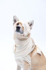 cachorro fantasiado de mumia para halloween