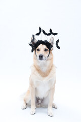 cachorro com fantasia de morcego para Halloween 