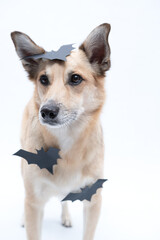 Naklejka na ściany i meble cachorro com fantasia de morcego para Halloween 