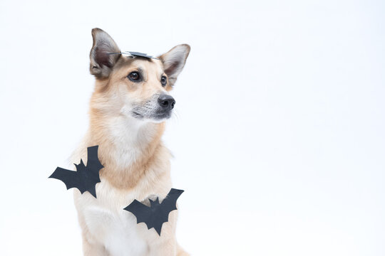 cachorro com fantasia de morcego para Halloween 
