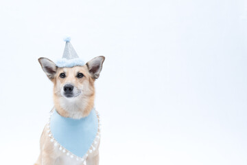 cachorro celebrando o aniversário com chapéu de parabens