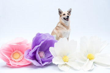 cachorro com flores gigantes para comemoras a primavera
