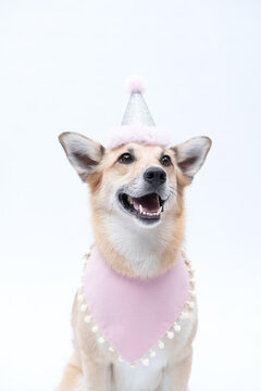 cachorro celebrando o aniversário com chapéu de parabens