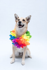 Cachorro com colar de flores para carnaval ou fantasia de havaiano
