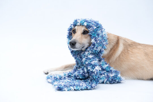 cachorro com cachecol azul para se aquecer no frio do inverno