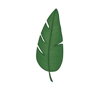 Banana Leaf