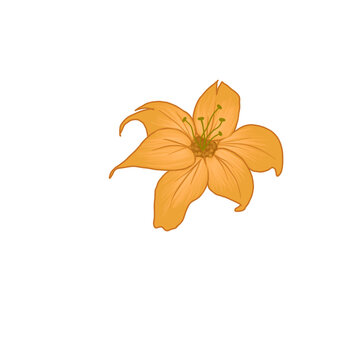 Mustard Hibiscus