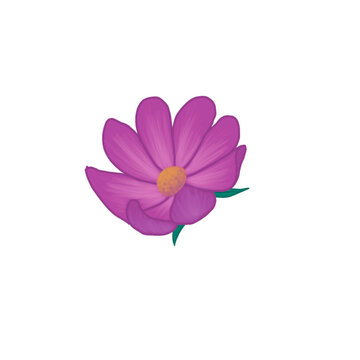 Fuchsia Flower