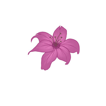 Pink Hibiscus