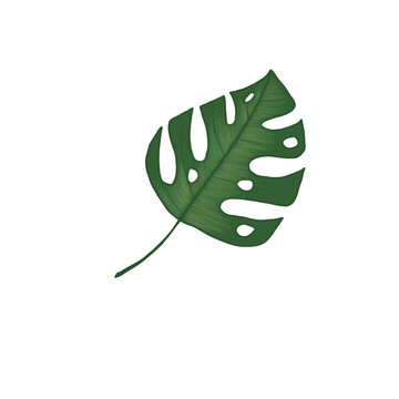 Swiss Cheese Plant