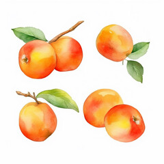 Delicate watercolor depiction of an apricot.