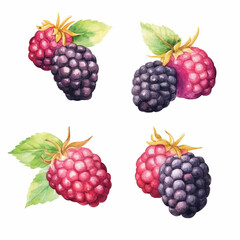Blackberry watercolor artwork.