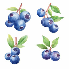 Watercolor artwork showcasing a blueberry.