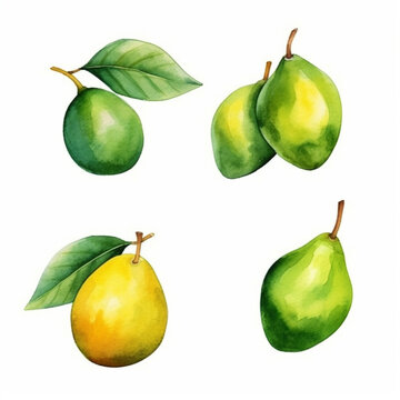 Avocado fruit in watercolor.