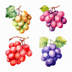 Watercolor grapes illustration with luscious colors.