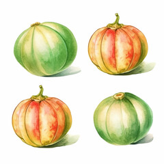 Watercolor illustration of a melon.