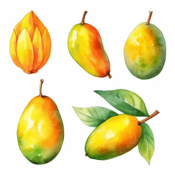 Mango in a watercolor illustration.