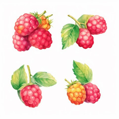 Mesmerizing watercolor illustration of a raspberry fruit.