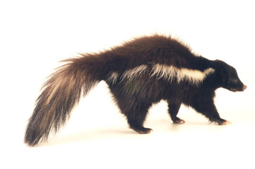 Cute classic brown with white striped young skunk aka Mephitis mephitis, laying down flat side ways. Looking towards camera with tail high up. Isolated on a white background.