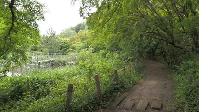じゅん菜池緑地　2023年6月