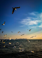 seagulls on the sea