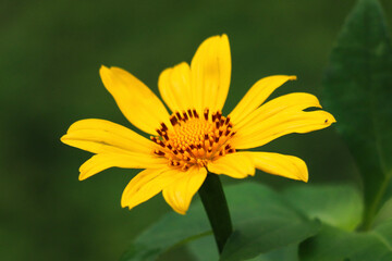 yellow flower