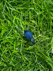 a blue ground beetle walking on the grass