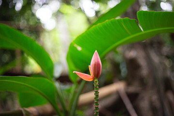 Banana flower blooming on the tree in the botanical garden