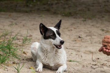 Feeding a stray dog.A volunteer feeds a hungry stray dog on the street.Survival of stray animals.Helping homeless animals.