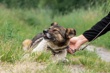 Happy dog for a walk. A man caresses a dog on the head, the dog closed his eyes with pleasure.Pet love theme.