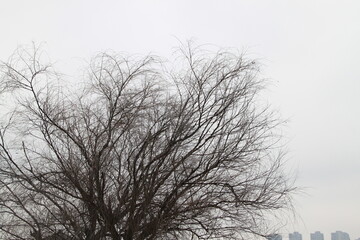 Fototapeta na wymiar Trees in winter have no leaves.