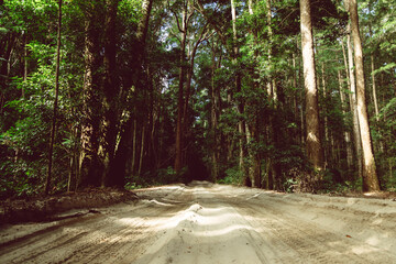 Sand Road in the forest on Fraser Island