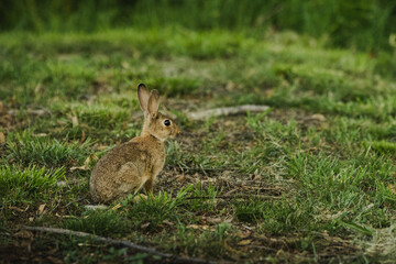Rabbit hiding in the grass