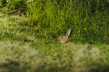 Rabbit hiding in the grass