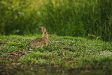 Naklejka na ściany i meble Rabbit hiding in the grass