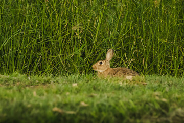 Rabbit hiding in the grass