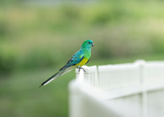Red Rumped Parrot sitting on a fence