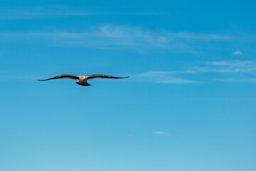 Seagull - Larus Atlanticus- flying over the Atlantic Ocean 