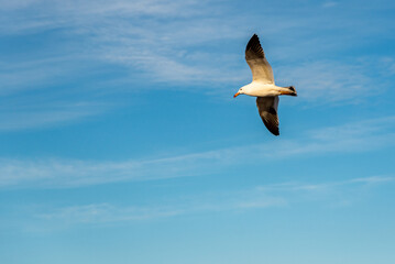 seagull - larus atlanticus - flying in the sky
