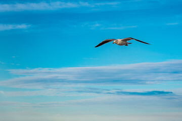 Fototapeta na wymiar Seagull - Larus Atlanticus- flying over the Atlantic Ocean 