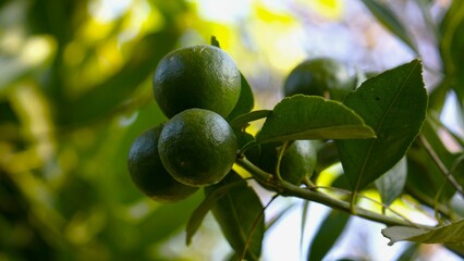 photo of oranges on the tree