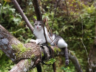 Cat in the tree