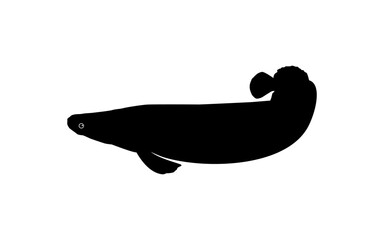 Silhouette of the Fish Arapaima, or pirarucu, or paiche, for Icon, Symbol, Pictogram, Art Illustration, Logo Type, Website or Graphic Design Element. Vector Illustration