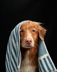 Wet dog under towel. Funny pet on a black background. water procedures. Nova Scotia duck tolling retriever