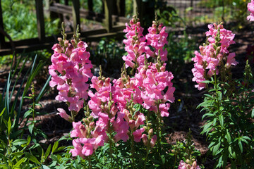 Snapdragon pink flowers in bloom