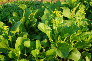 Green vegetables in agriculture farms and green salad are healthy food. 