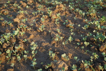 Green vegetables in agriculture farms and green salad are healthy food. 