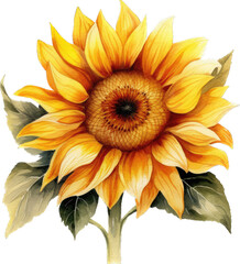 A Stunning Sunflower Watercolor Illustration